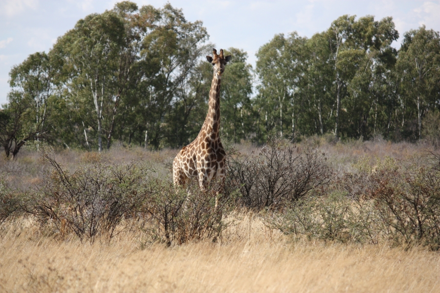 4 Bedroom Property for Sale in Vredefort Free State